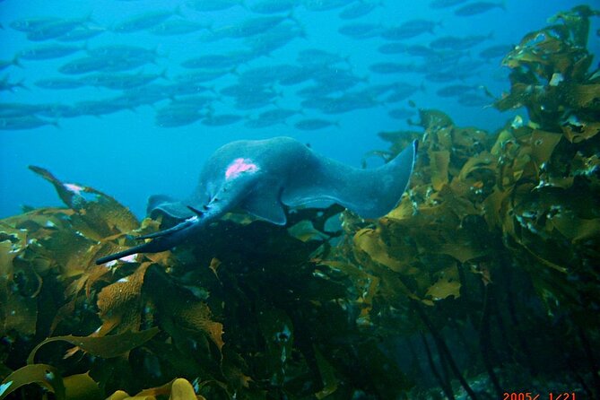 Cathedral Cove Dive & Snorkel- Marine Reserve specialised trips - What The $98.67 Price Gives You