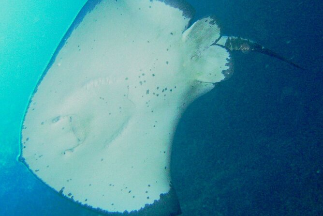Cathedral Cove Dive & Snorkel- Marine Reserve specialised trips - One Hour Around The Te Whanganui-A-Hei Marine Reserve