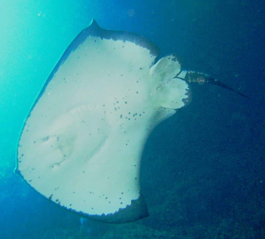 Cathedral Cove Marine Reserve: Snorkeling Boat Trip - Key things to know before you book