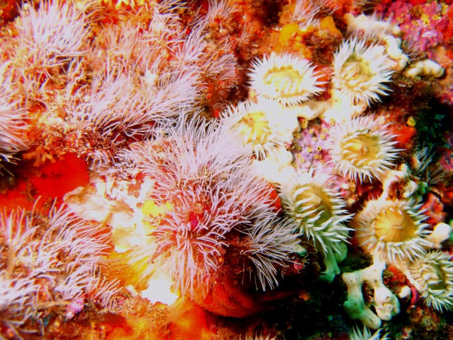 Cathedral Cove Marine Reserve: Snorkeling Boat Trip - Why beginners and non-swimmers can join