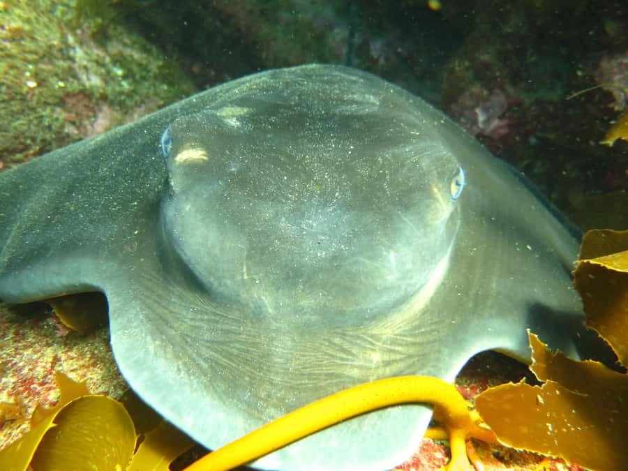 Cathedral Cove Marine Reserve: Snorkeling Boat Trip - The free gear offer adds real value