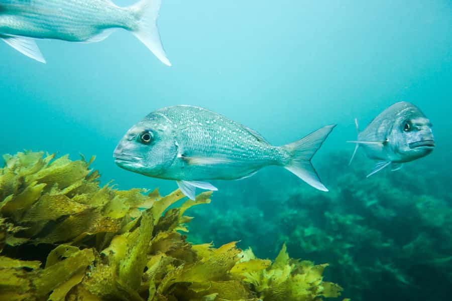Cathedral Cove Marine Reserve: Snorkeling Boat Trip - What could affect your day