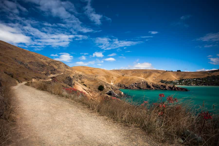 Christchurch: Guided Crater Rim Walk with Coastal Scenery - Half-day or full-day: which should you choose?