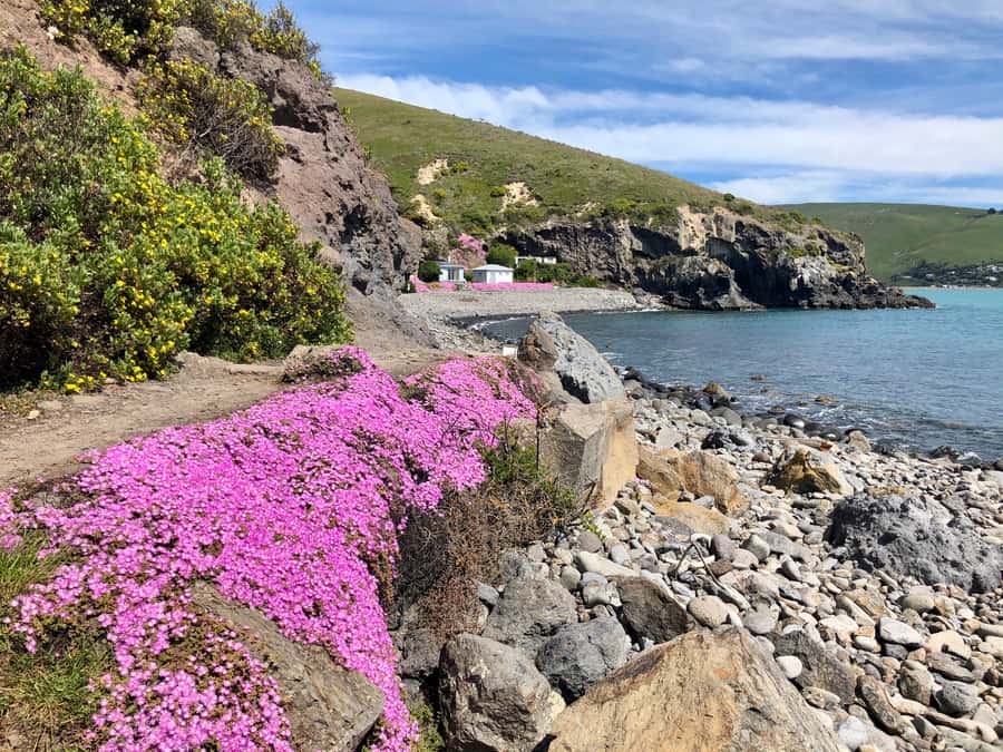 Christchurch: Guided Crater Rim Walk with Coastal Scenery - A gentle start at Sumner Beach