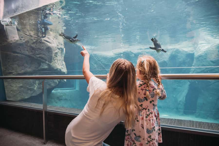 Christchurch International Antarctic Centre Entry Tickets - Key points to know before you go