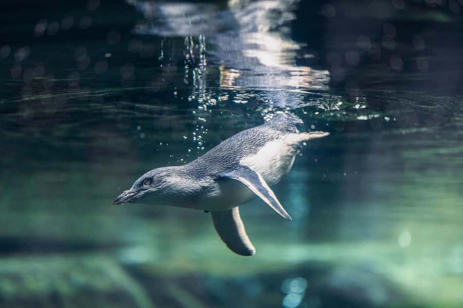 Christchurch International Antarctic Centre Entry Tickets - Watch the Little Blue Penguins being cared for