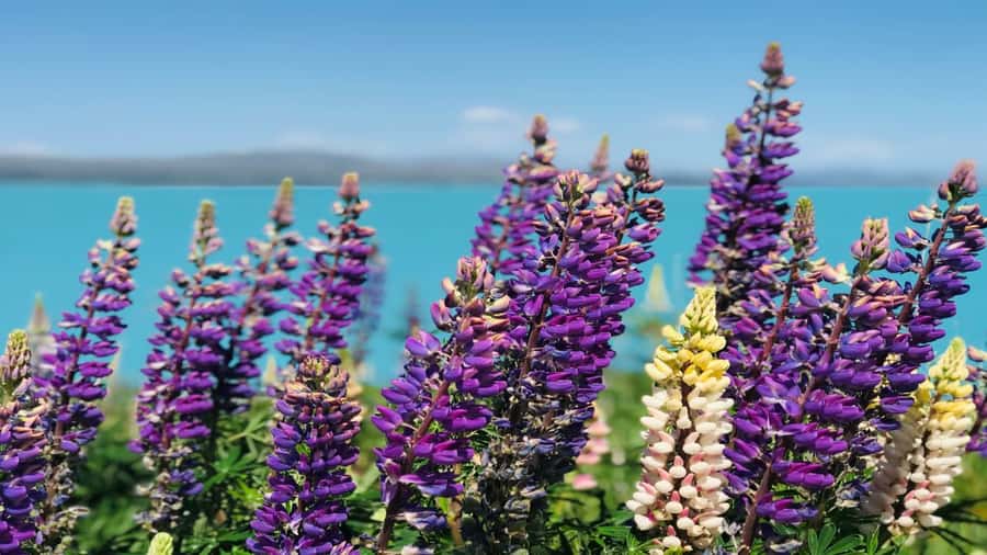 Christchurch: Mt Cook & Tekapo Small-Group Tour (incl Lunch) - Leaving Christchurch across the Canterbury Plains
