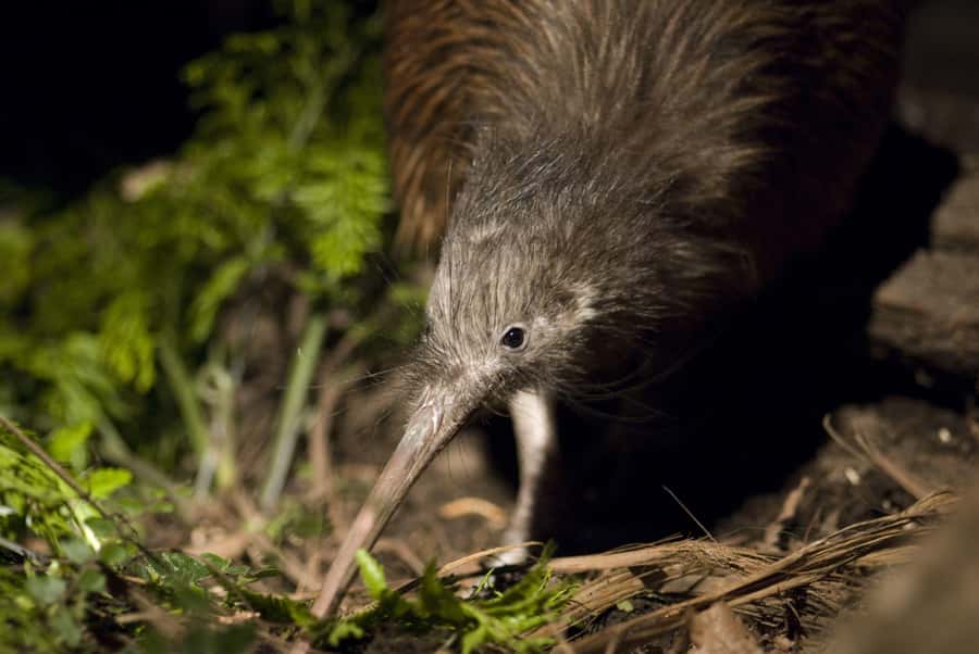 Christchurch: Orana Wildlife Park Admission - Why Orana works as a Christchurch day out
