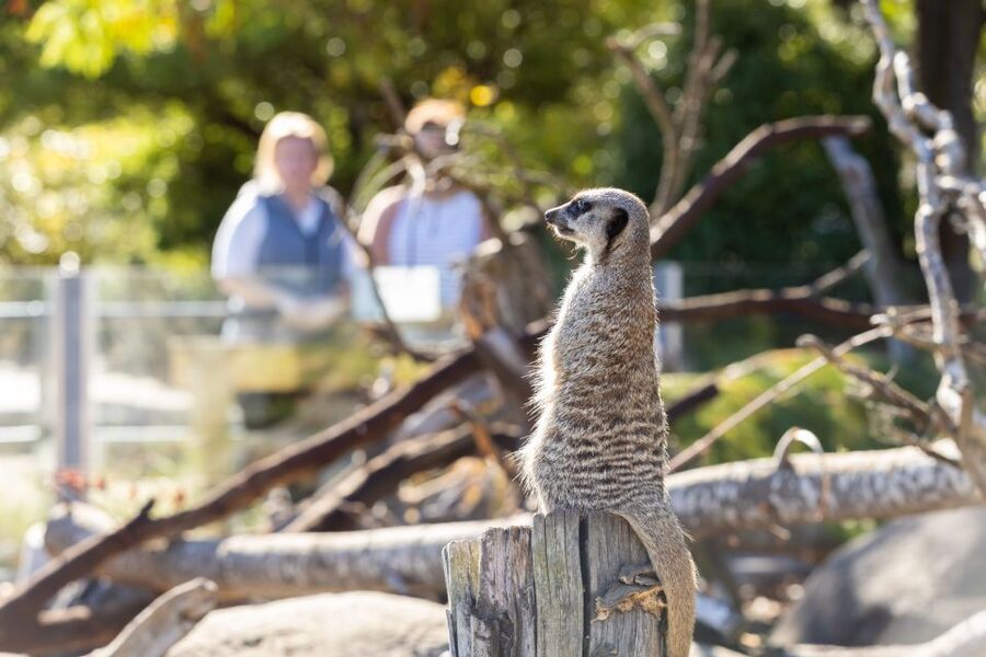 Christchurch: Orana Wildlife Park Admission - Hand-feed the giraffes up close