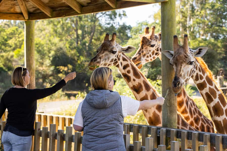Christchurch: Orana Wildlife Park Admission - Start at 10 AM and follow the presentation times