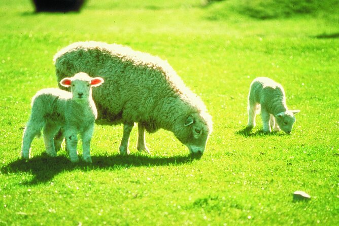 Christchurch Sheep Farm Visit - The shearing demonstration and the chance to try