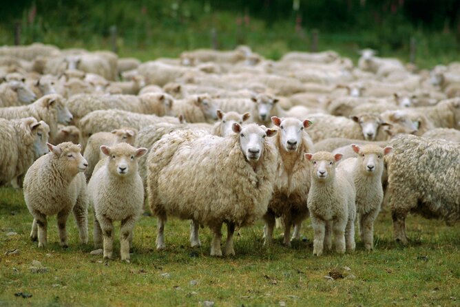 Christchurch Sheep Farm Visit - Is $111.70 a fair price?