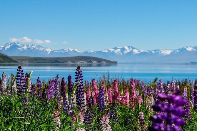 Christchurch to Mt Cook via Lake Tekapo One Way Small Group Tour - The striking blue water of Lake Pukaki