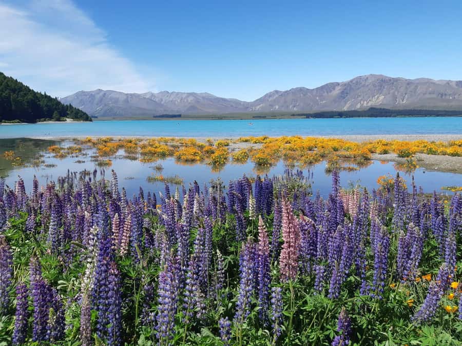 Christchurch: to Queenstown via Mt Cook 1 Way Tour - Lake Pukaki and the road toward Aoraki/Mt Cook