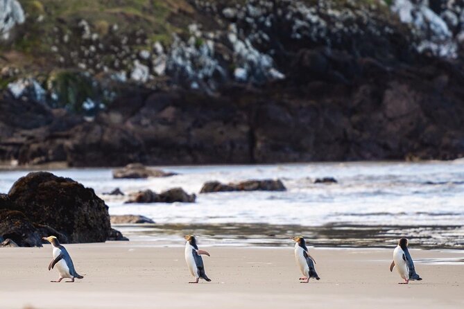 Clearwater Private Penguin & Wildlife Tour from Port Otago (5hrs) - Five things to know before you book