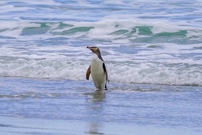 Clearwater Private Penguin & Wildlife Tour from Port Otago (5hrs) - Fur seals and pups above the Pacific