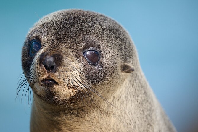 Clearwater Private Penguin & Wildlife Tour from Port Otago (5hrs) - Seabirds, albatross, and the wider wildlife picture