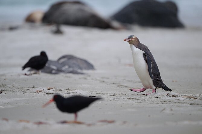 Clearwater Private Penguin & Wildlife Tour from Port Otago (5hrs) - Is $2,451.26 good value for a private group?