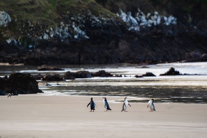 Clearwater Wildlife Tours (small group 10max) Otago Peninsula - Key points to know before you go