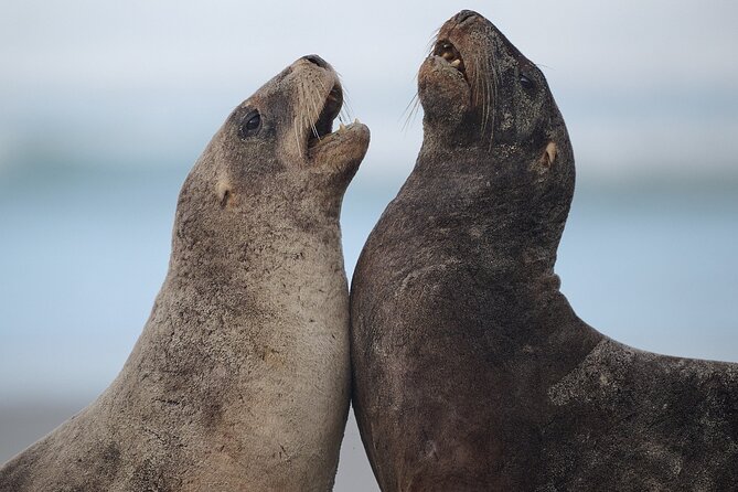 Clearwater Wildlife Tours (small group 10max) Otago Peninsula - From Dunedin’s Octagon to the Otago Peninsula