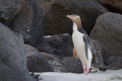 Clearwater Wildlife Tours (small group 10max) Otago Peninsula