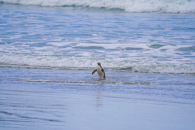 Clearwater Wildlife Tours (small group 10max) Otago Peninsula - Walking conditions: scenic, but not effortless