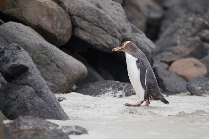 Clearwater Wildlife Tours (small group 10max) Otago Peninsula - Weather, clothing, and what to pack