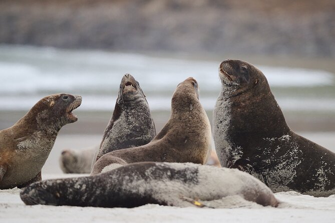 Clearwater Wildlife Tours (small group 10max) Otago Peninsula - Who will enjoy this tour most?