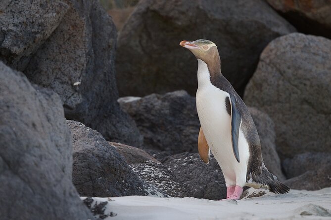 Clearwater Wildlife Tours (small group 10max) Otago Peninsula - Cape Saunders and the secluded seal colony