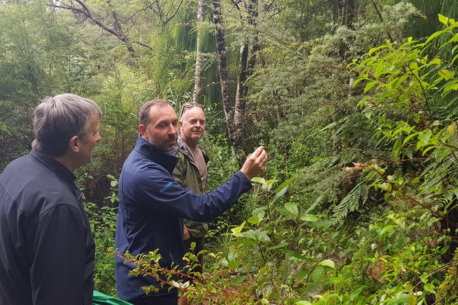 Coast and Rainforest Eco-Tour from Auckland with Picnic Lunch - Why This Makes a Good Auckland Day Trip