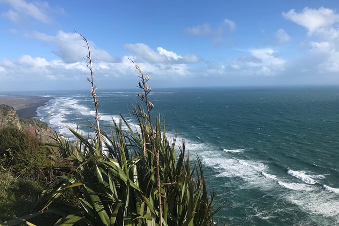 Coast and Rainforest Eco-Tour from Auckland with Picnic Lunch - Waitakere Rainforest and Giant Kauri