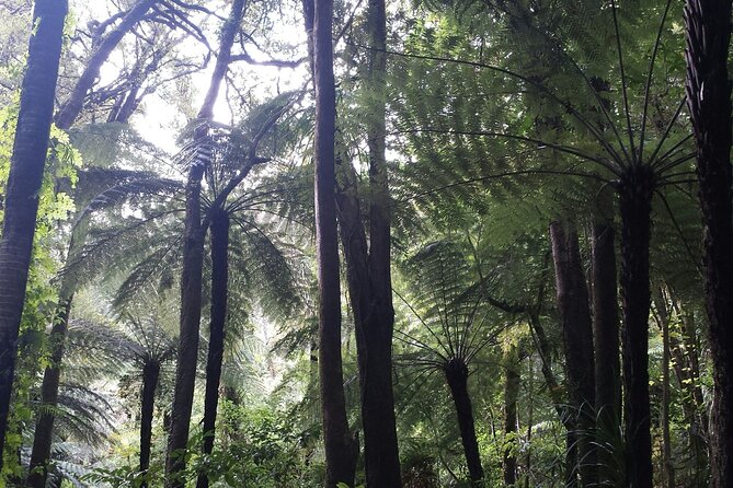 Coast and Rainforest Eco-Tour from Auckland with Picnic Lunch - Guides Who Make the Difference