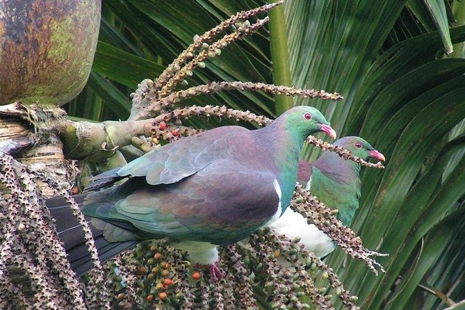 Coast and Rainforest Eco-Tour from Auckland with Picnic Lunch - Weather, Clothing, and Practical Preparation
