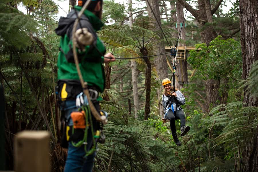 Coromandel: Guided Zipline Tour Experience - Eight flights through the native forest