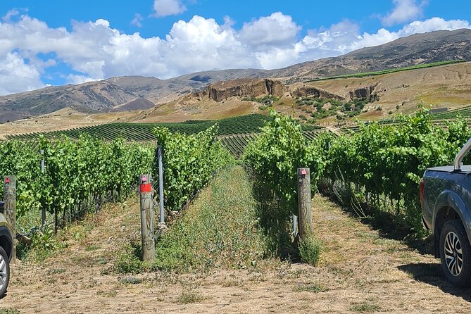 Cromwell Wine Tasting Tour using Classic Car - The Mercedes 300SE changes the mood