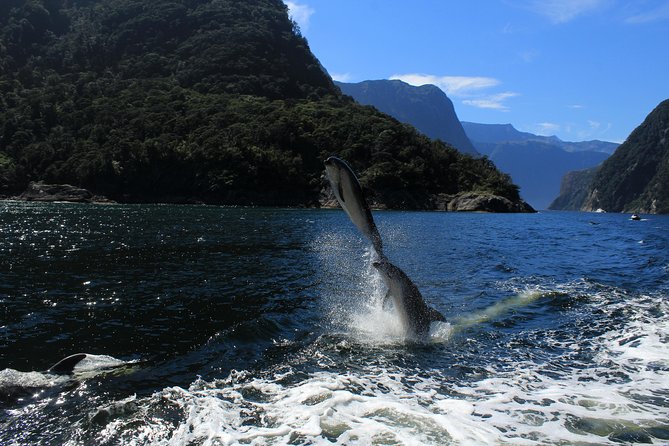 Cruise Milford NZ Small Boutique Cruise Experience - Mitre Peak and the great Milford Sound views