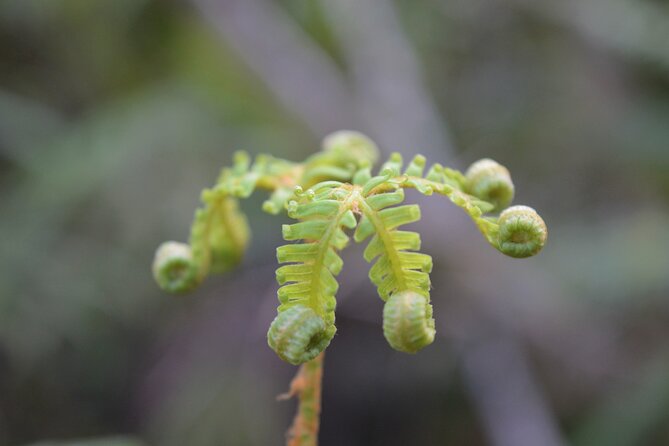 Cruise & Rainforest Walk - Franz Josef Glacier - Why the guides matter so much