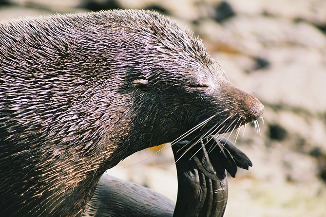 Cruise, Walk, and Sail in Abel Tasman National Park - Starting at Kaiteriteri Beach at 10:30