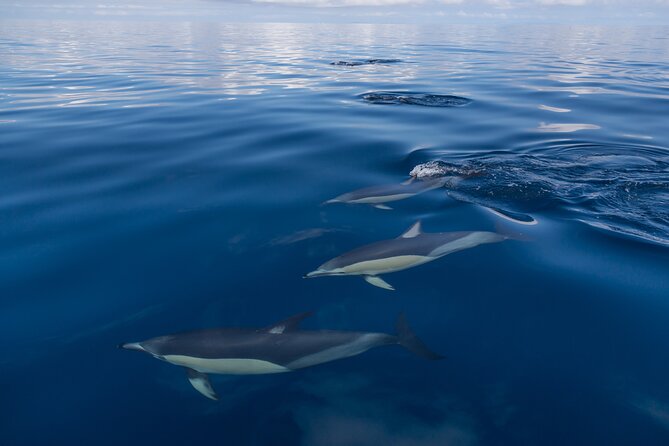 Day sea kayak tour Rangitoto Island - Starting at Parnell and St. Heliers