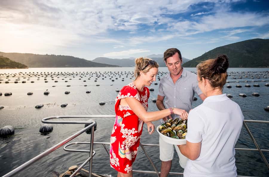 Depart Picton: Marlborough Sounds Afternoon Seafood Cruise - Salmon, mussels, and what is actually included