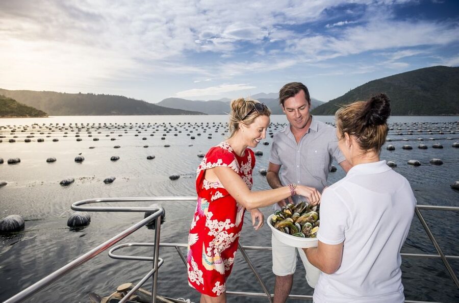 Depart Picton: Marlborough Sounds Afternoon Seafood Cruise - Indoor comfort and outdoor views