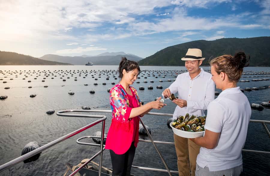 Depart Picton: Marlborough Sounds Afternoon Seafood Cruise - Who will enjoy this Picton cruise?