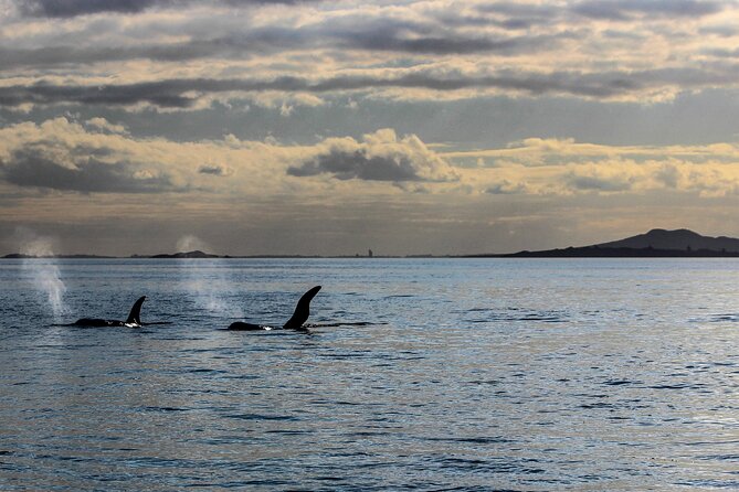 Discover Auckland City Tour: The City of Sails - Mount Eden and the final high view