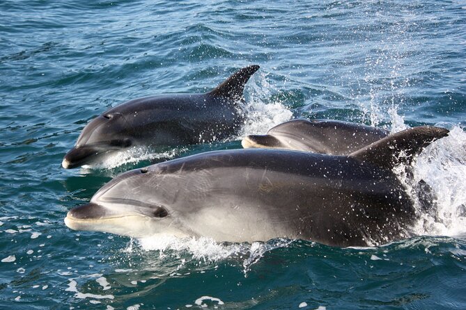 Discover the Bay - Hole in the Rock cruise includes Island Lunch - Five things worth knowing before you book