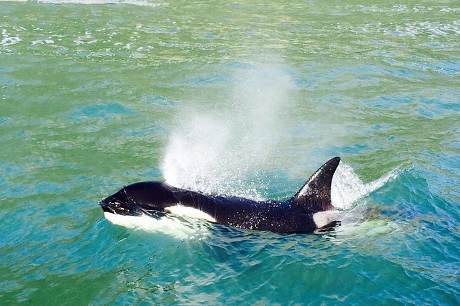 Dolphin & Wildlife Encounters - Key points to know before sailing