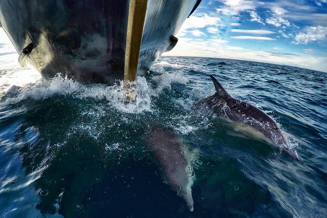 Dolphin & Wildlife Encounters - Commentary, crew attention, and the shared experience