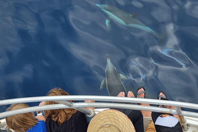 Dolphin & Wildlife Encounters - Timing for Tauranga and Rotorua plans
