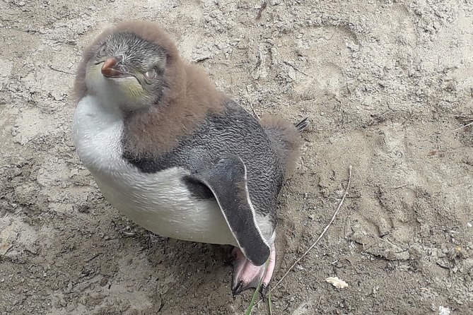 Dunedin City Highlights, Otago Peninsula Scenery & a Guided Penguin Reserve Tour - Dunedin’s architecture in quick snapshots