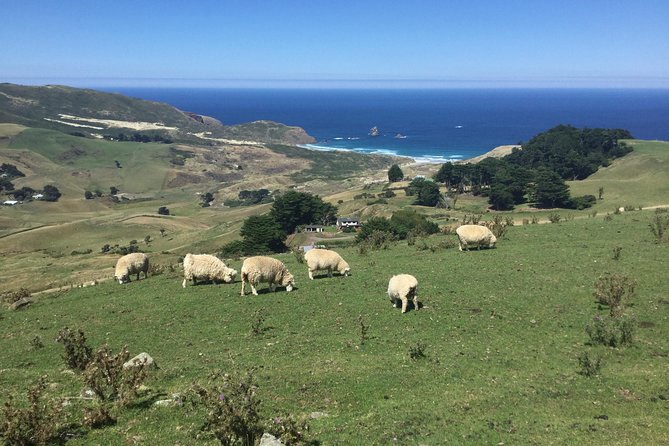 Dunedin City Highlights, Otago Peninsula Scenery & a Guided Penguin Reserve Tour - Scenic roads across the Otago Peninsula