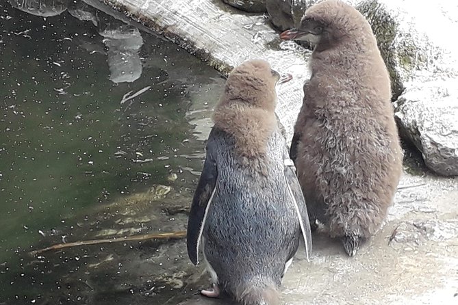 Dunedin City Highlights, Otago Peninsula Scenery & a Guided Penguin Reserve Tour - Who gets the best value from the $198.58 price